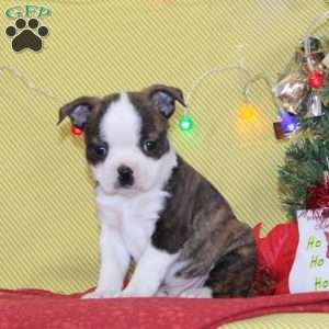 Nicholas, Boston Terrier Puppy